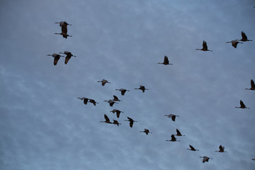 flock of flying sandhill cranes on blue cloudy sky