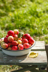 fresh harvest of homemade apples on a wooden table on a green background
