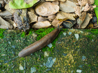 snail semperula siamensis crawl on the floor