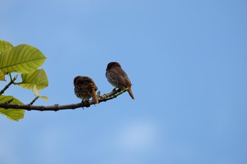 scaly spotted munia