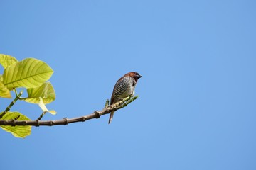 scaly spotted munia