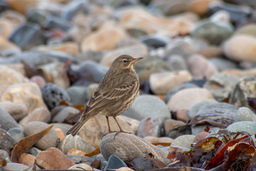 Rock Pipit Bird on a Stony Beach