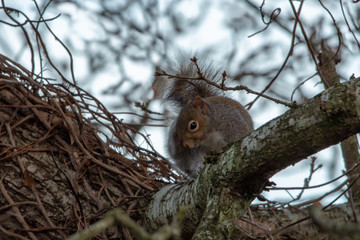 Grey Squirrel Looking Down From a Tree
