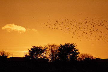 Fototapeta premium Golden Silhouette of a Flock of Birds Flying over a Town at Sunset