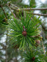 Green Pine Needles with Baby Pine Cone