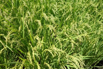 夏の稲穂