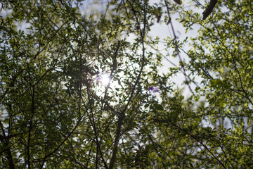 Sunset between the branches