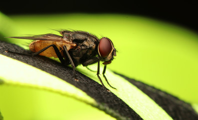 Flies with red eyes