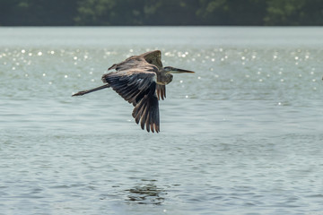 pelican