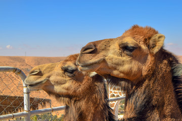 portrait of camel in desert