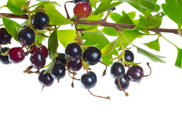 Berries black currant with green leaf. Fresh fruit, isolated on white background.