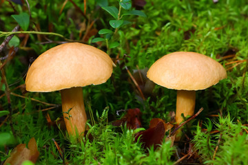 Boletaceae, mushroom in the forest in autumn