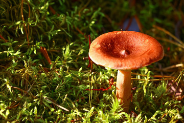 Lactarius, mushroom in the forest in autumn