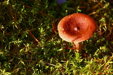 Lactarius, mushroom in the forest in autumn