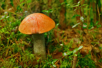 Leccinum red, mushroom in the forest in autumn