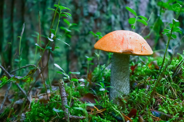 Leccinum red, mushroom in the forest in autumn