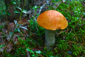 Leccinum red, mushroom in the forest in autumn