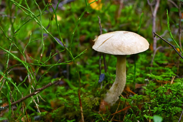 Leccinum, mushroom in the forest in autumn