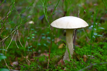 Leccinum, mushroom in the forest in autumn