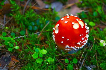 Amanita muscaria, mushroom in the forest in autumn