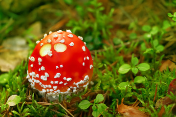Amanita muscaria, mushroom in the forest in autumn