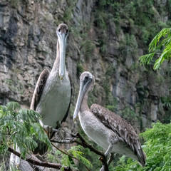 pelicans in a tree
