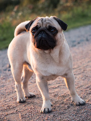 Fototapeta premium mops