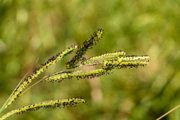 Naklejka premium herbe verte 