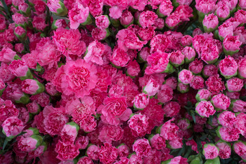 Full frame pink Carnation Flowers in Dounan Flower Market