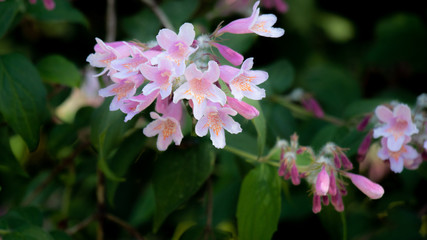 Obraz premium pink flower