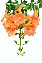 ノウゼンカズラの花
