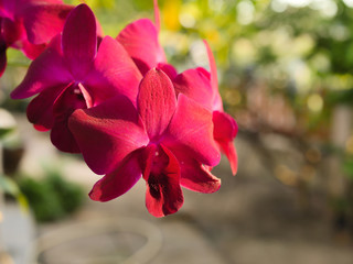 orchid flower in the garden