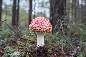 Autumn amanita