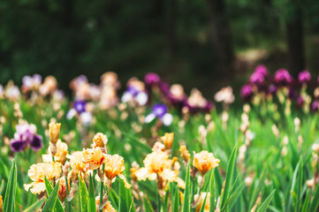 Parterre d'iris de plusieurs couleurs
