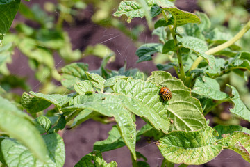 Striped Colorado potato beetle on green potato leaves, crop destruction, parasites and pesticides