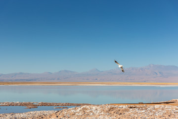 A bird flying over a salt flat in a clear sky afternoon in Atacama Salar, northern Chile
