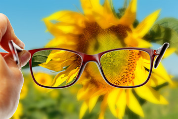 View from reading eyeglasses on beautiful nature sunflower field view, healthy eyesight concept