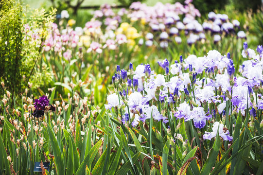 Parterre d'iris coloré