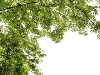 beautiful green leaves on white background with clipping path , copy space