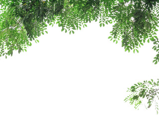 green leaves on white background with clipping path , copy space