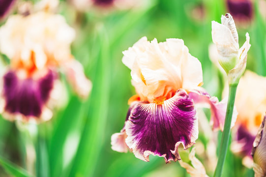 Iris coloré