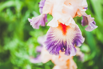 Iris couleur saumon et parme