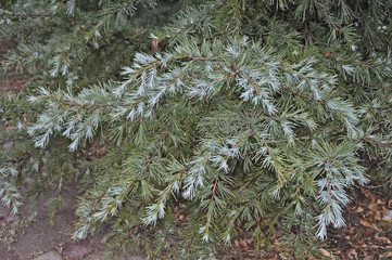 coniferous twig after rain © Анна Шевченко