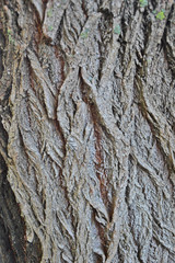 bark of tree