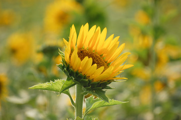 CloseUp Fresh Sunflower in the field