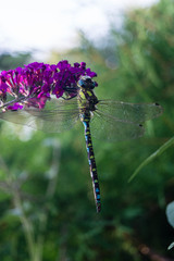 Mosaikjungfer Aeshna cyanea