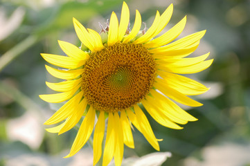 Obraz premium CloseUp Fresh Sunflower in the field