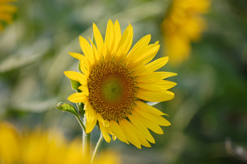 Obraz premium CloseUp Fresh Sunflower in the field
