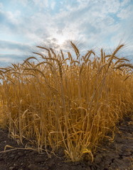 Ripe wheat. Harvest of bread. Ears. Wheat in the south of Russia, Stavropol Territory. A large species of ears.