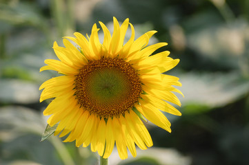 CloseUp Fresh Sunflower in the field